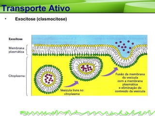 Transporte Ativo
• Exocitose (clasmocitose)
 
