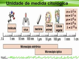Unidade de medida citológica
 