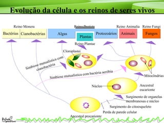 Evolução da célula e os reinos de seres vivos
Reino Protista
Ancestral procarionte
CianobactériasBactérias
Reino Monera
Perda de parede celular
Surgimento do citoesqueleto
Surgimento de organelas
membranosas e núcleo
Simbiose mutualística com bactéria aeróbia
Mitocôndrias
Algas
Plantas
Reino Plantae
Protozoários Animais
Reino Animalia
Fungos
Reino Fungi
Simbiose mutualística com
cianobactéria
Cloroplasto
Ancestral
eucarionte
Núcleo
 