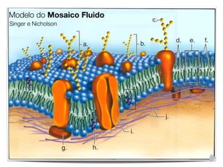 Modelo do Mosaico Fluido
Singer e Nicholson
 