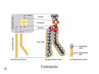 Fosfolipídio
 