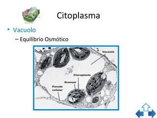 Citoplasma
• Vacuolo
  – Equilíbrio Osmótico
 