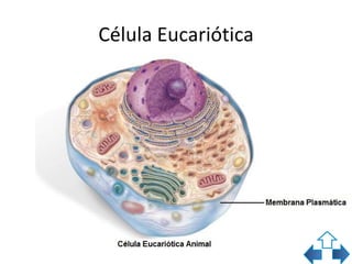 Célula Eucariótica
 