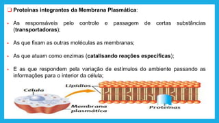 ❑ Proteínas integrantes da Membrana Plasmática:
▪ As responsáveis pelo controle e passagem de certas substâncias
(transportadoras);
▪ As que fixam as outras moléculas as membranas;
▪ As que atuam como enzimas (catalisando reações específicas);
▪ E as que respondem pela variação de estímulos do ambiente passando as
informações para o interior da célula;
 