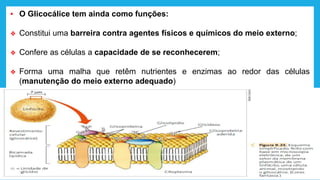 ▪ O Glicocálice tem ainda como funções:
❖ Constitui uma barreira contra agentes físicos e químicos do meio externo;
❖ Confere as células a capacidade de se reconhecerem;
❖ Forma uma malha que retêm nutrientes e enzimas ao redor das células
(manutenção do meio externo adequado)
 