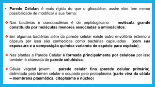 ▪ Parede Celular: é mais rígida do que o glicocálice, assim elas tem menor
possibilidade de modificar a sua forma;
❖ Nas bactérias e cianobactérias é de peptidoglicano 🡪 molécula grande
constituída por moléculas menores associadas a aminoácidos;
❖ Em algumas bactérias além da parede celular existe outro envoltório externo a
cápsula por isso são conhecidas como bactérias capsuladas (com sua
espessura e a composição química variando de espécie para espécie);
❖ Nas plantas a Parede Celular é formada principalmente por celulose por isso
também é chamada de parede celulósica;
❖ Célula vegetal jovem 🡪 parede celular fina (parede celular primária),
delimitada pelo lúmen celular e ocupado pelo protoplasma (parte viva da célula
– membrana plasmática, citoplasma e núcleo)
 