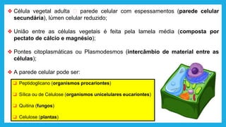 ❖ Célula vegetal adulta 🡪 parede celular com espessamentos (parede celular
secundária), lúmen celular reduzido;
❖ União entre as células vegetais é feita pela lamela média (composta por
pectato de cálcio e magnésio);
❖ Pontes citoplasmáticas ou Plasmodesmos (intercâmbio de material entre as
células);
❖ A parede celular pode ser:
❑ Peptidoglicano (organismos procariontes)
❑ Sílica ou de Celulose (organismos unicelulares eucariontes)
❑ Quitina (fungos)
❑ Celulose (plantas)
 
