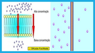 ❑ Difusão Facilitada
 