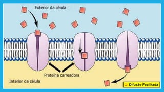 ❑ Difusão Facilitada
 