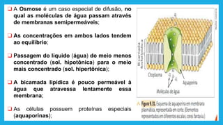❑ A Osmose é um caso especial de difusão, no
qual as moléculas de água passam através
de membranas semipermeáveis;
❑ As concentrações em ambos lados tendem
ao equilíbrio;
❑ Passagem do líquido (água) do meio menos
concentrado (sol. hipotônica) para o meio
mais concentrado (sol. hipertônica);
❑ A bicamada lipídica é pouco permeável à
água que atravessa lentamente essa
membrana;
❑ As células possuem proteínas especiais
(aquaporinas);
 