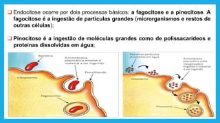 ❑ Endocitose ocorre por dois processos básicos: a fagocitose e a pinocitose. A
fagocitose é a ingestão de partículas grandes (microrganismos e restos de
outras células);
❑ Pinocitose é a ingestão de moléculas grandes como de polissacarídeos e
proteínas dissolvidas em água;
 