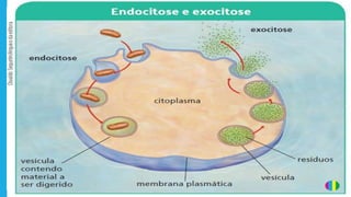 capítulo I - CITOLOGIA - PARTE 01  .pptx
