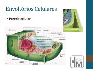• Parede celular
Envoltórios Celulares
 