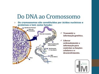 Do DNA ao Cromossomo
 Os cromossomos são constituídos por ácidos nucleicos e
proteínas e tem como função:
 Transmitir a
informação genética.
 Liberar
ordenadamente a
informação para
controlar as funções
celulares e o
desenvolvimento.
 