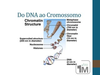 Do DNA ao Cromossomo
 