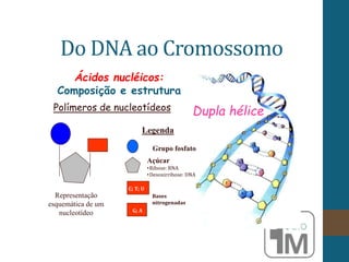 Do DNA ao Cromossomo
Dupla hélice
Ácidos nucléicos:
Composição e estrutura
Polímeros de nucleotídeos
Representação
esquemática de um
nucleotídeo
Legenda
Grupo fosfato
Açúcar
•Ribose: RNA
•Desoxirribose: DNA
Bases
nitrogenadas
G; A
C; T; U
 