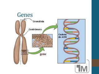 Genes
gene
 