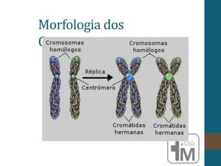 Morfologia dos
Cromossomo
 