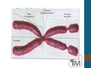 Morfologia dos
Cromossomo
 