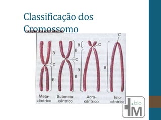 Classificação dos
Cromossomo
Posição dos centrômeros
 