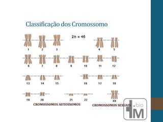 ClassificaçãodosCromossomo
CROMOSSOMOS AUTOSSOMOS CROMOSSOMOS SEXUAIS
 