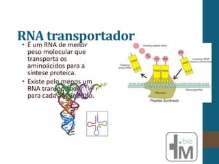RNA transportador
• É um RNA de menor
peso molecular que
transporta os
aminoácidos para a
síntese proteica.
• Existe pelo menos um
RNA transportador
para cada aminoácido.
 
