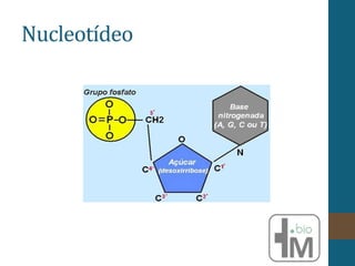 Nucleotídeo
 