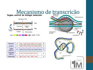 Mecanismo de transcrição
 