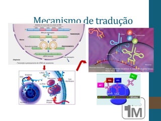 Mecanismo de tradução
 