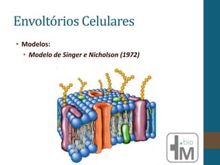 • Modelos:
• Modelo de Singer e Nicholson (1972)
Envoltórios Celulares
 
