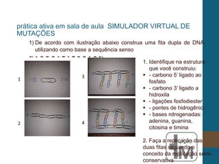 1) De acordo com ilustração abaixo construa uma fita dupla de DNA
utilizando como base a sequência senso
5’ A C G G A T A T C G A C 3’
prática ativa em sala de aula SIMULADOR VIRTUAL DE
MUTAÇÕES
1. Identifique na estrutura
que você construiu:
 - carbono 5’ ligado ao
fosfato
 - carbono 3’ ligado a
hidroxila
 - ligações fosfodiester
 - pontes de hidrogênio
 - bases nitrogenadas:
adenina, guanina,
citosina e timina
2. Faça a replicação das
duas fitas seguindo o
conceito da replicação semi-
conservativa
 