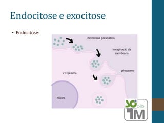 Endocitose e exocitose
• Endocitose:
 