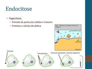 Endocitose
• Fagocitose:
• Entrada de partículas sólidas e maiores
• Protistas e células de defesa
 