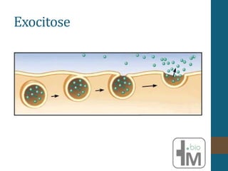 Exocitose
 