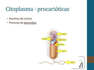 Citoplasma - procarióticas
• Ausência de núcleo
• Presença de plasmídios
 