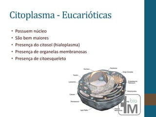 Citoplasma - Eucarióticas
• Possuem núcleo
• São bem maiores
• Presença do citosol (hialoplasma)
• Presença de organelas membranosas
• Presença de citoesqueleto
 