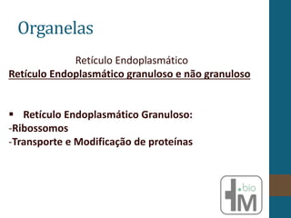 Organelas
Retículo Endoplasmático
Retículo Endoplasmático granuloso e não granuloso
 Retículo Endoplasmático Granuloso:
-Ribossomos
-Transporte e Modificação de proteínas
 