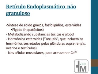 Retículo Endoplasmático não
granuloso
-Síntese de ácido graxos, fosfolipídios, esteróides
•Fígado (hepatócitos)
- Metabolizando substancias tóxicas e álcool
- Hormônios esteroides (“sexuais”, que incluem os
hormônios secretados pelas glândulas supra-renais,
ovários e testículos).
- Nas células musculares, para armazenar Ca2+
 
