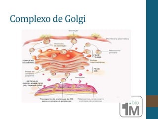 Complexo de Golgi
 
