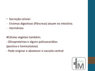 • Secreção celular:
- Enzimas digestivas (Pâncreas) atuam no intestino.
- Hormônios
#Células vegetais também;
- Glicoproteínas e alguns polissacarídios
(pectina e hemicelulose)
- Pode originar e abastecer o vacúolo central
 