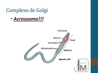 Complexo de Golgi
• Acrossomo!!!
 