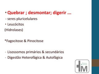 •Quebrar ; desmontar; digerir ...
- seres pluricelulares
• Leucócitos
(Hidrolases)
*Fagocitose & Pinocitose
- Lisossomos primários & secundários
- Digestão Heterofágica & Autofágica
 
