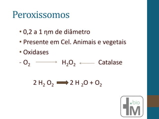 Peroxissomos
• 0,2 a 1 ηm de diâmetro
• Presente em Cel. Animais e vegetais
• Oxidases
- O2 H2O2 Catalase
2 H2 O2 2 H 2O + O2
 