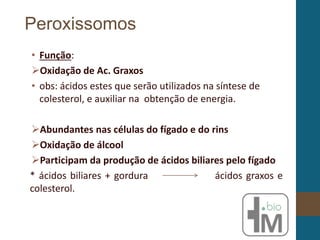 • Função:
Oxidação de Ac. Graxos
• obs: ácidos estes que serão utilizados na síntese de
colesterol, e auxiliar na obtenção de energia.
Abundantes nas células do fígado e do rins
Oxidação de álcool
Participam da produção de ácidos biliares pelo fígado
* ácidos biliares + gordura ácidos graxos e
colesterol.
Peroxissomos
 