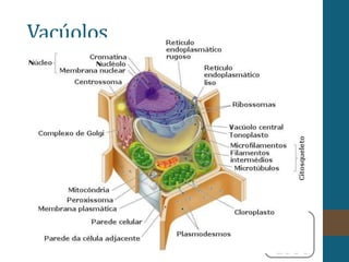 Vacúolos
 