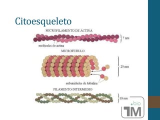 Citoesqueleto
 