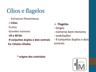 Cílios e flagelos
- Estruturas filamentosas
Cílios
-Curtos
-Grandes numeros
-10 a 40 bts
-9 conjuntos duplos e dois centrais
Ex: Células cíliadas
* origem dos centríolos
 Flagelos
- longos
- números bem menores
- ondulações
- 9 conjuntos duplos e dois
centrais
 
