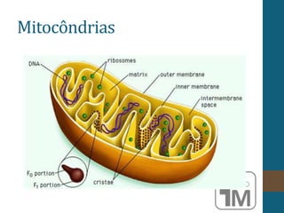 Mitocôndrias
 