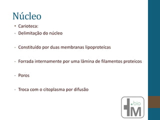 Núcleo
• Carioteca:
- Delimitação do núcleo
- Constituído por duas membranas lipoproteícas
- Forrada internamente por uma lâmina de filamentos proteicos
- Poros
- Troca com o citoplasma por difusão
 