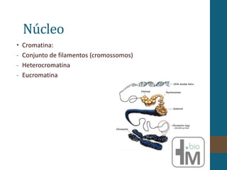 Núcleo
• Cromatina:
- Conjunto de filamentos (cromossomos)
- Heterocromatina
- Eucromatina
 